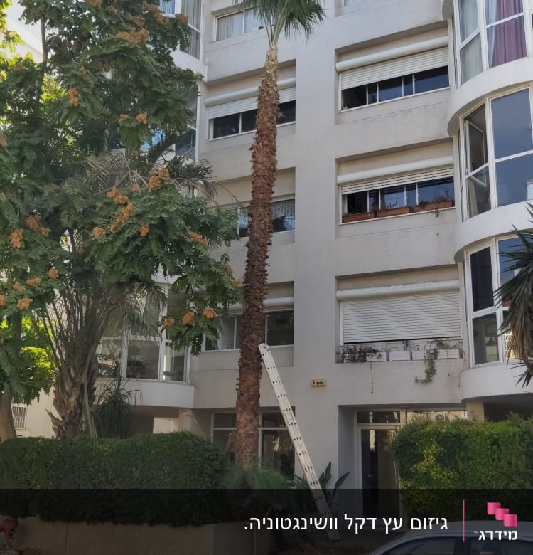 עץ דקל גזום עם עלים יבשים על הקרקע